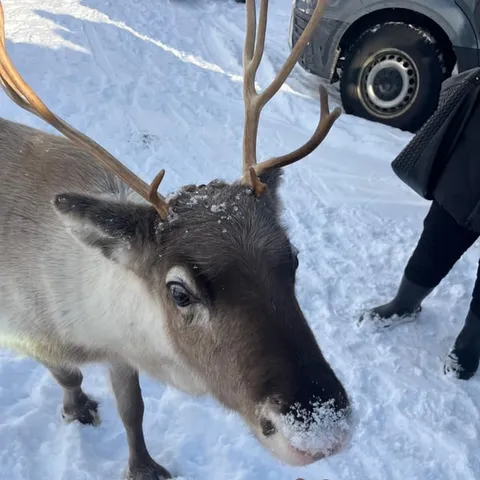 A reindeer feeding from an outstretched hand