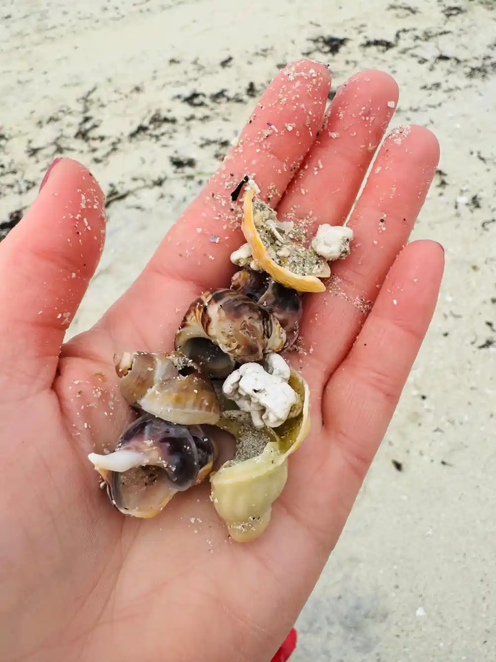 A handful of small shells held over white sand