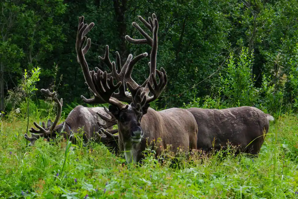 Reindeer grazing among summer birch scrub